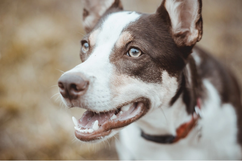 How Many Teeth Does a Dog Have? Vet Reviewed Facts & FAQs
