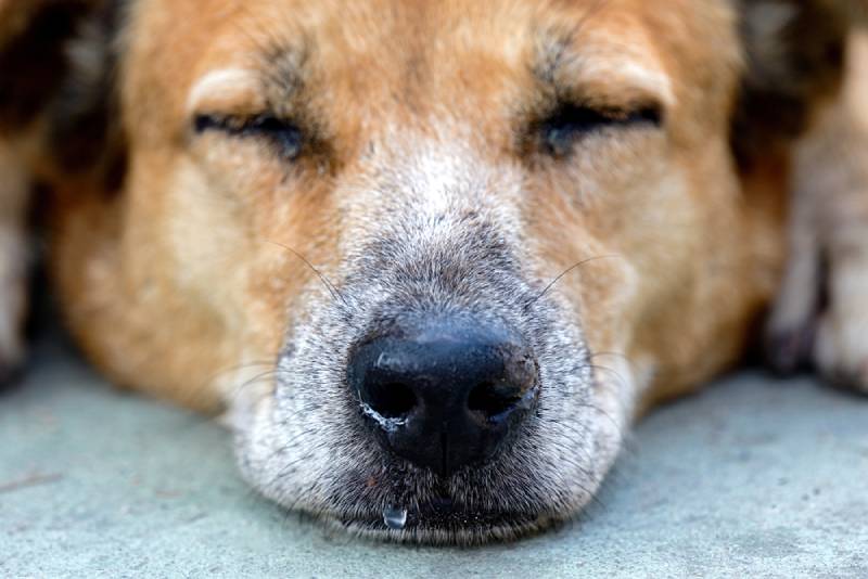 Do Dogs Have Nightmares? Vet-Reviewed Canine Sleep Facts & FAQ