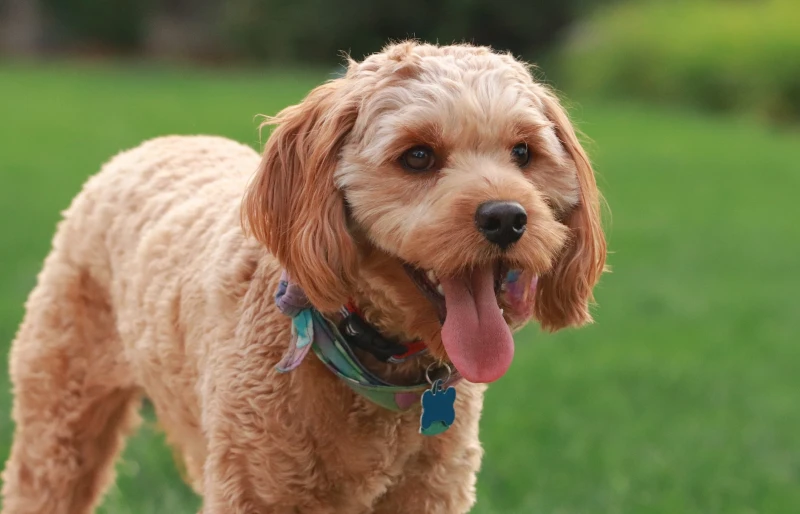 20 Cavalier King Charles Spaniel Mixed Breeds (With Info & Pictures)