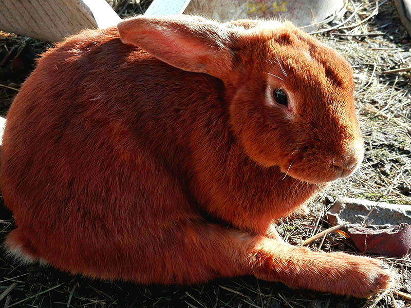 Satin Rabbit: Info, Care, Diet, Pictures & More