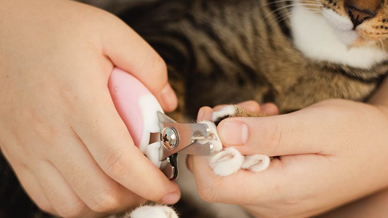 Can You Use Human Nail Clippers on Cats? Vet-Reviewed Facts & Trimming Tips
