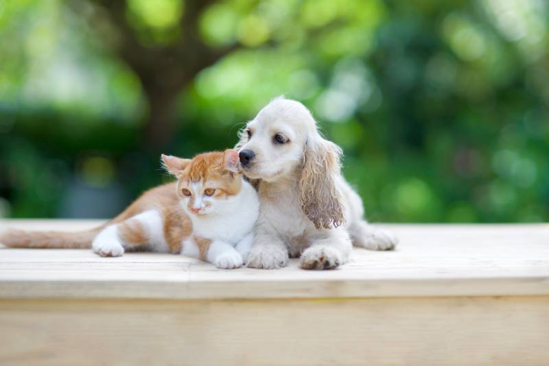 Are Cocker Spaniels Good With Cats? Cohabitation Facts & FAQ