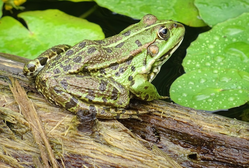 Can Frogs Fart? Vet-Verified Causes & Facts