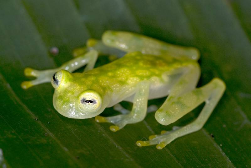 Do Frogs Sleep? Vet Reviewed Facts & FAQ