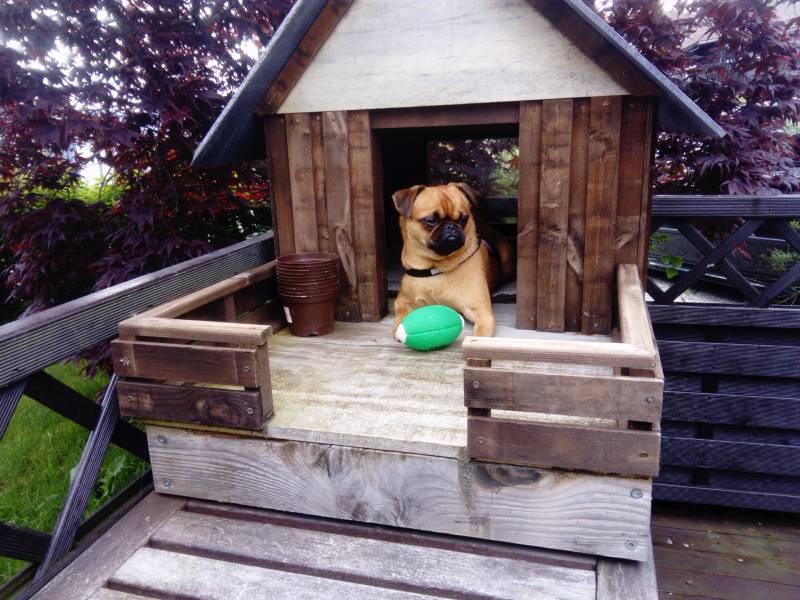 Best Materials for Building a Dog House: 5 Great Options