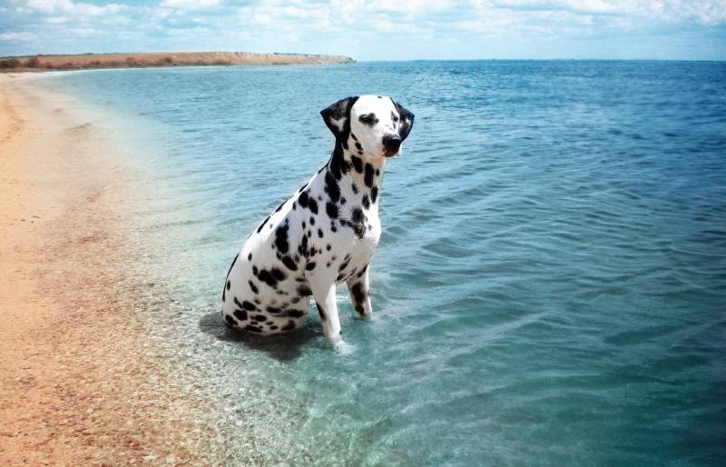 dalmatian dog sitting by the shore on the beach