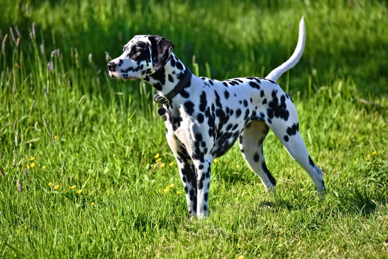 Dalmatian Pros & Cons: What to Know Before You Get One (Vet-Verified Info)