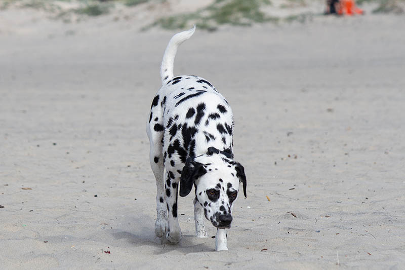 Great Dane Dalmatian Mix: Info, Pictures, Care Guide & Traits