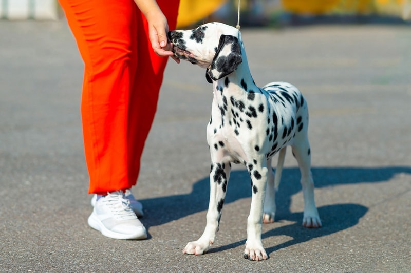 Mini Dalmatian: Pictures, Info, Facts & History