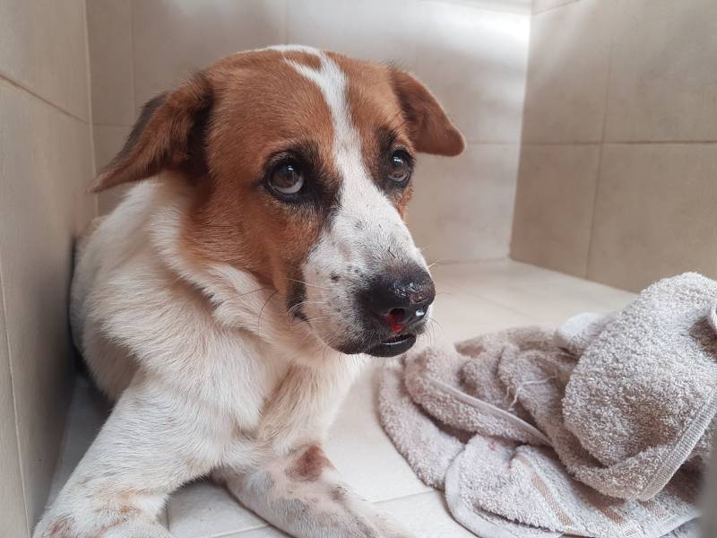 Ehrlichiosis in Dogs: Signs, Causes & Treatment (Vet Answer)