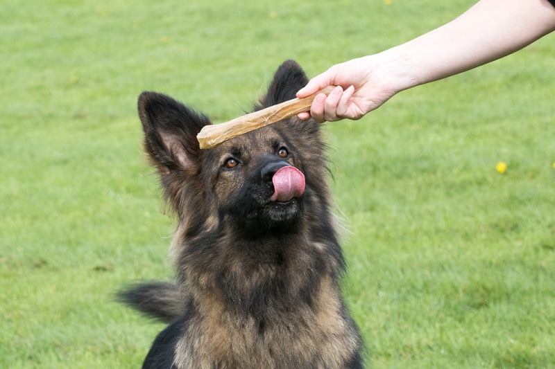 Do Dogs Have Taste Buds? Vet-Reviewed Facts & FAQ