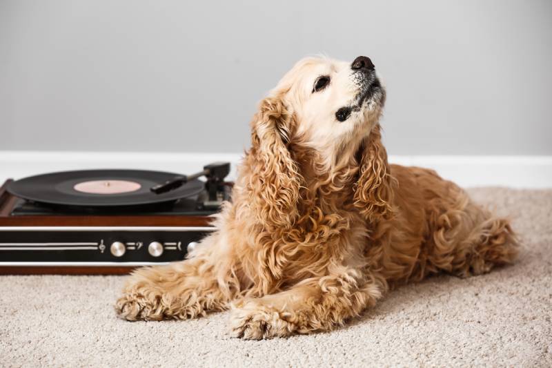 10 Calm Songs for Dogs to Relax Your Furry Friend (With Videos)