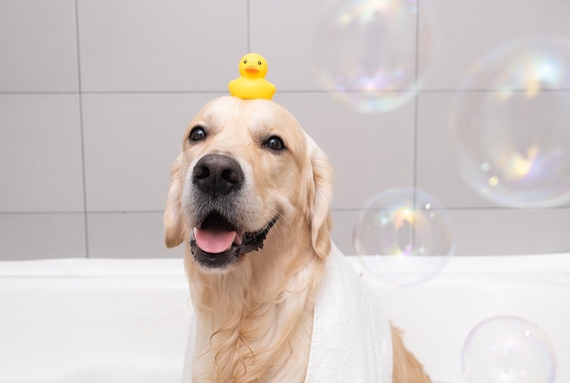 9 Best Dog Shampoos in 2026 - Reviews & Top Picks