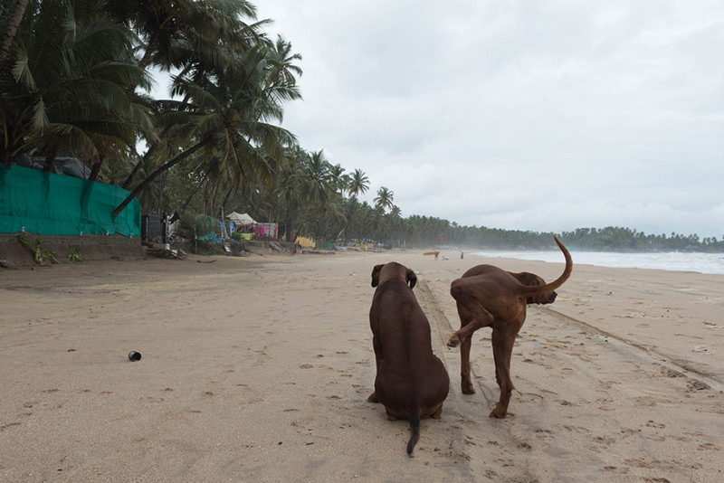 Why Dogs Pee on Other Dogs? 7 Vet-Reviewed Reasons & How to Stop It