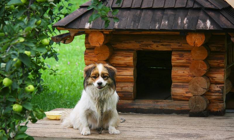 dog watching out near his doghouse