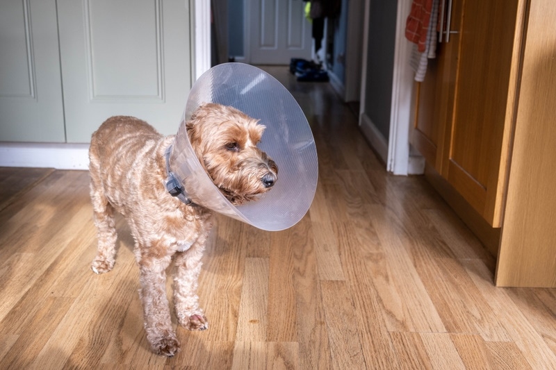 Does Neutering a Dog Change Their Personality? Vet-Reviewed Facts
