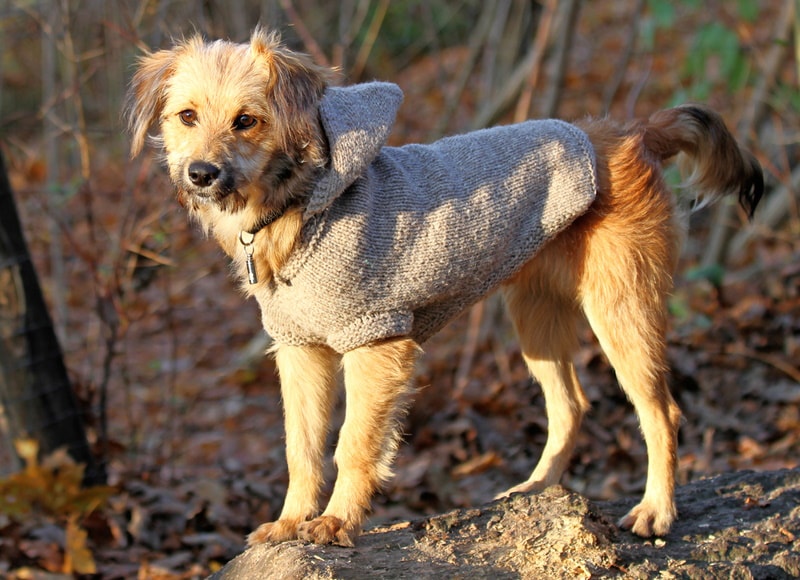 16 DIY Dog Sweaters Anyone Can Make (With Pictures)