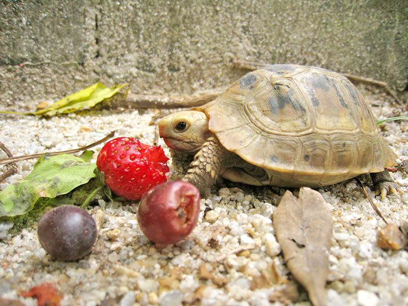 How Much & How Often to Feed Tortoises: Vet-Reviewed Guide