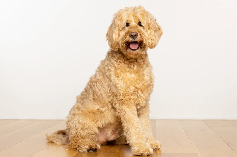 F1 Goldendoodle: Info, Characteristics, Pictures & History