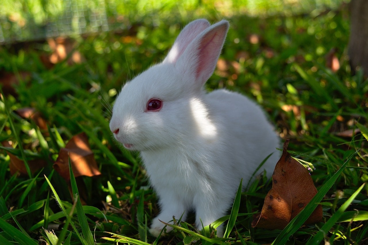Florida White Rabbit Breed Info: Pictures, Temperament & Traits