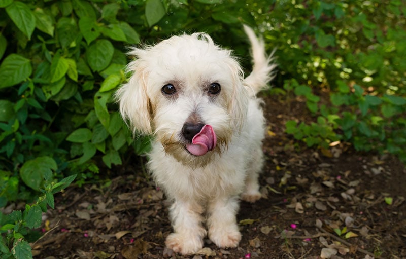 Why Dogs Eat Cat Poop: 7 Reasons, Prevention, & FAQ
