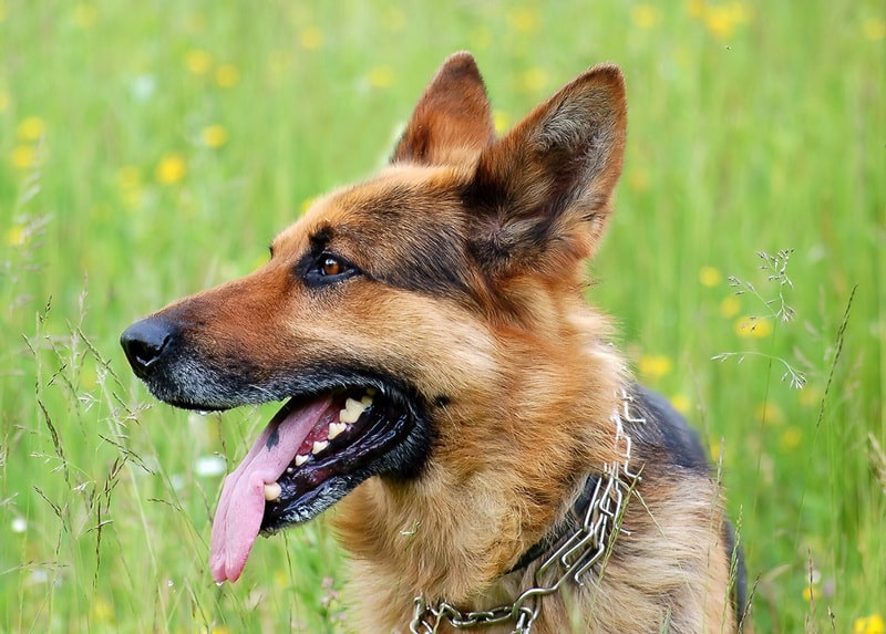 Why Do Dogs Have Black Lips? Vet-Reviewed Facts & FAQ