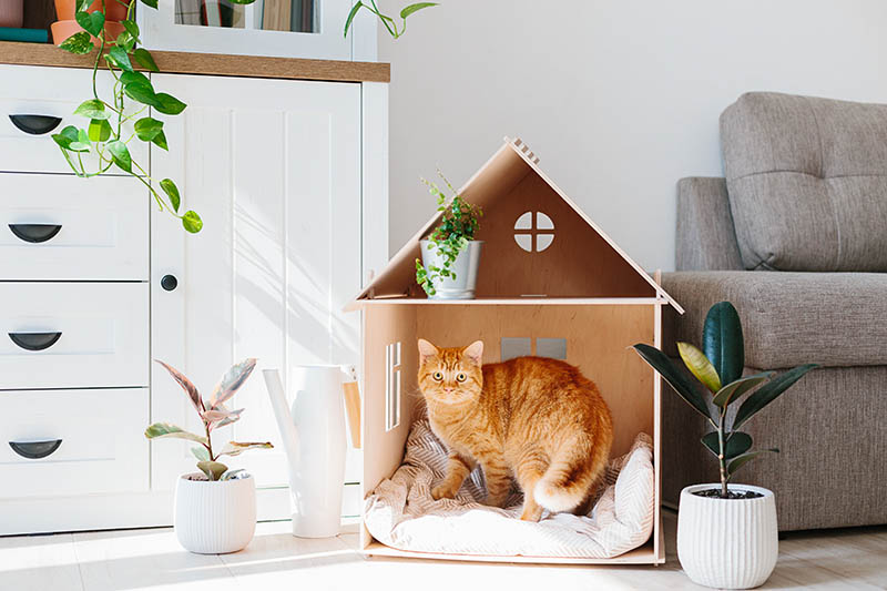 Why Does My Cat Walk In Circles Before Lying Down? Vet-Reviewed Facts & FAQ