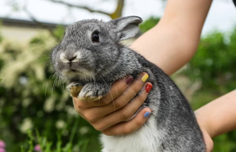 Do Rabbits Have Periods? Vet-Approved Reproduction Facts