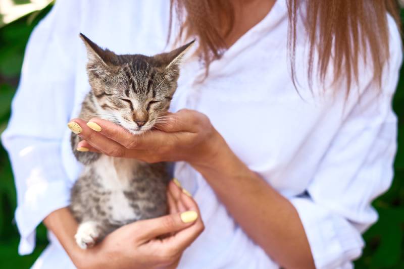 Why Does a Cat Go Limp When You Grab Their Scruff? Vet-Approved Facts