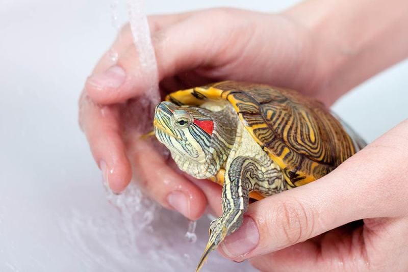 How to Clean a Turtle’s Shell: Vet-Reviewed Steps & Tips