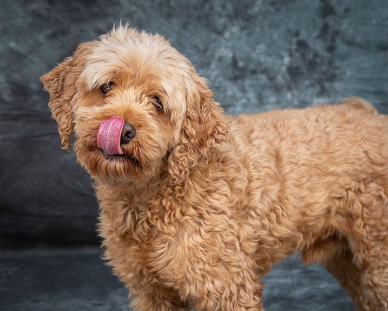 Can Dogs Eat Takis? Vet-Verified Nutrition Facts & FAQ