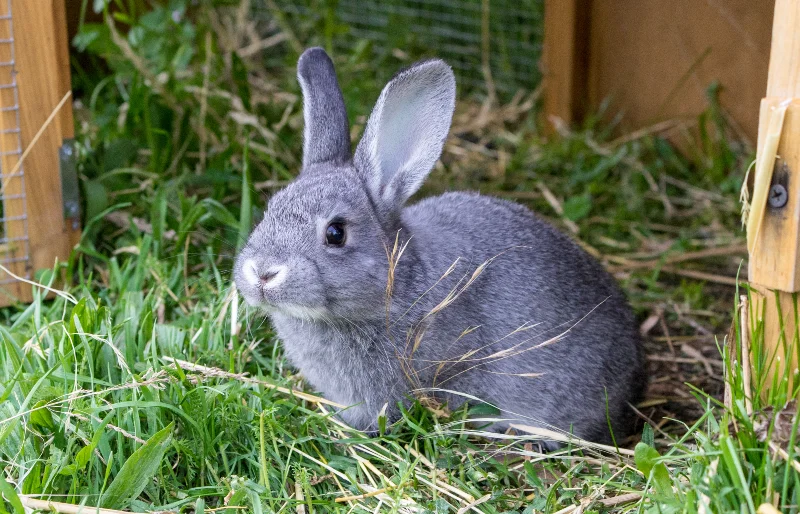 How to Introduce a Cat to a Rabbit: 6 Vet Approved Tips