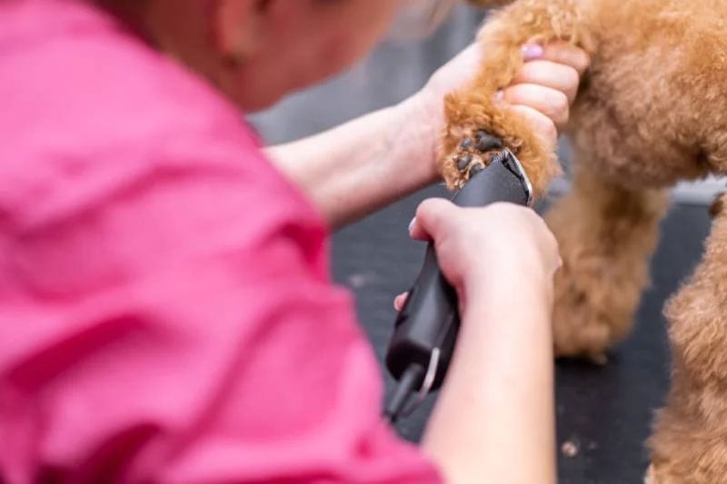 groomer trimming dog's hair on the paws
