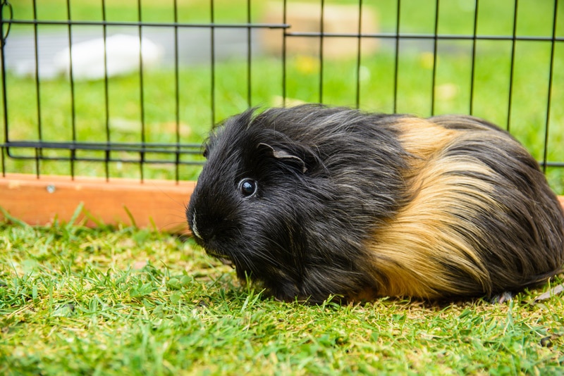 Do Guinea Pigs Go Into Heat? Vet-Reviewed Reproductive Facts & FAQ