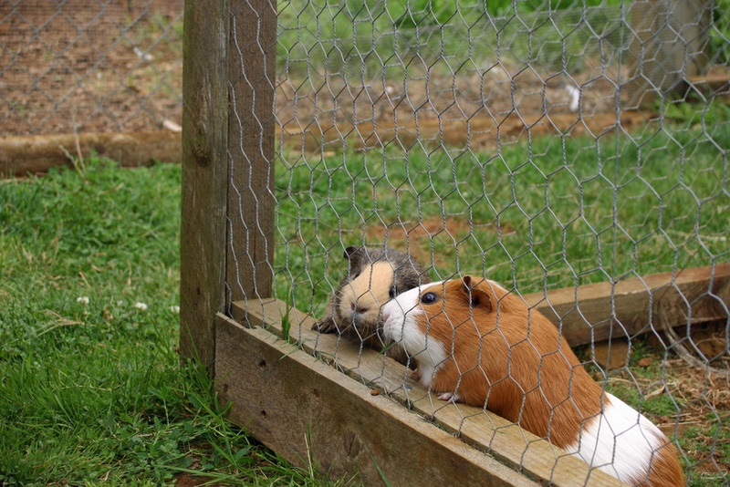 Can Guinea Pigs Live Outside? Vet-Reviewed Safety Guide