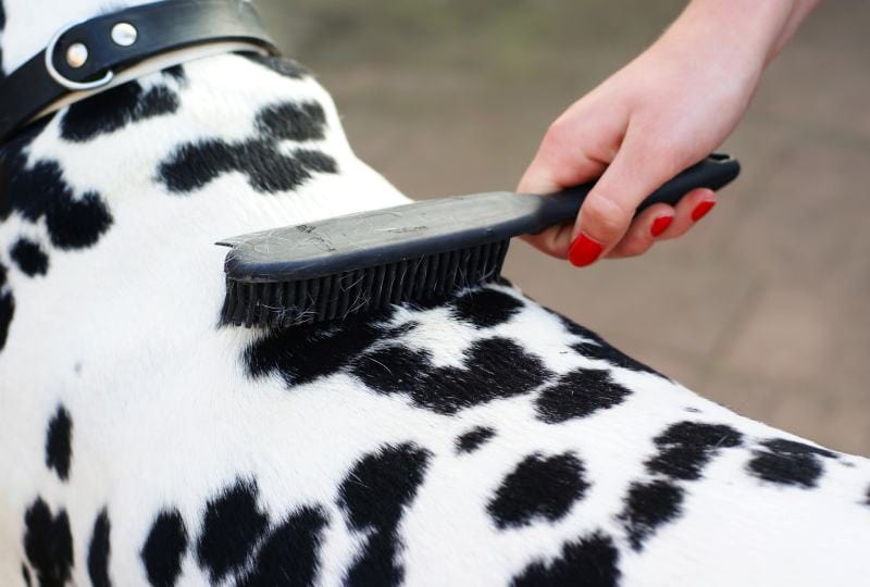 7 Types of Dog Brushes (With Pictures)
