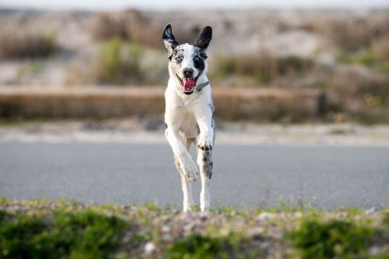 Can Dogs Have ADHD? Our Vet Explains