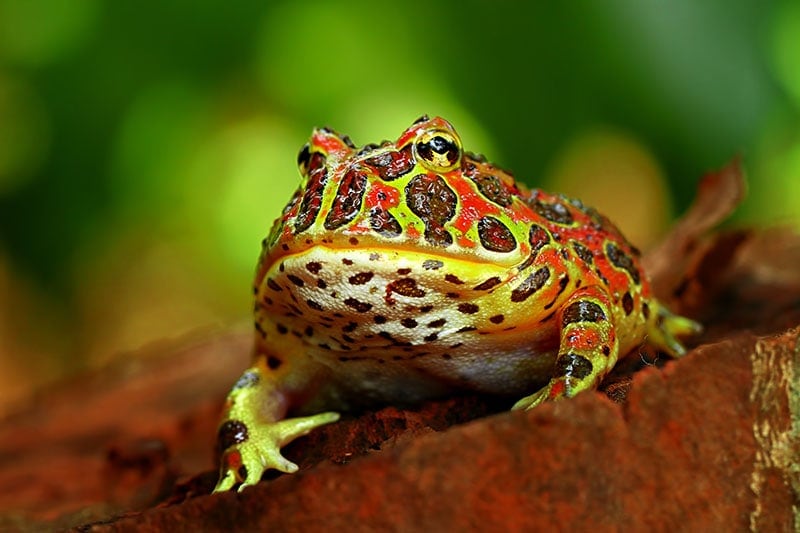 Are Frogs Reptiles? Vet-Approved Facts & Care Tips
