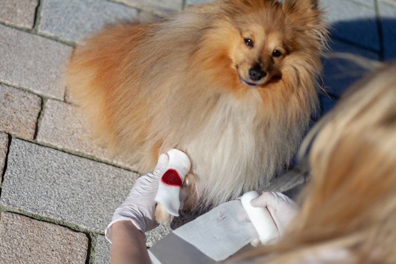 How to Treat a Bleeding Dog: Our Vet Explains First Aid & Emergency Care