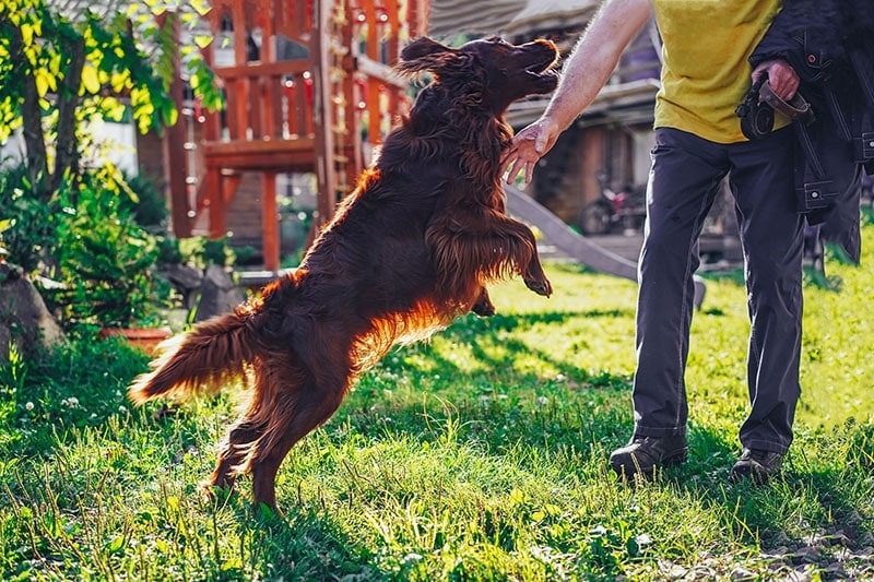 Will My Dog Protect Me? Truth vs Myth Explained