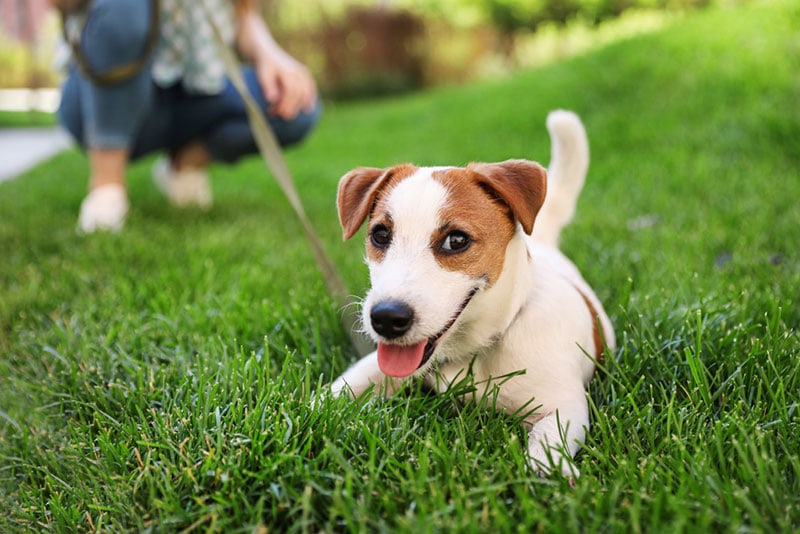 Are Jack Russell Terriers Aggressive? Vet Approved Breed Facts