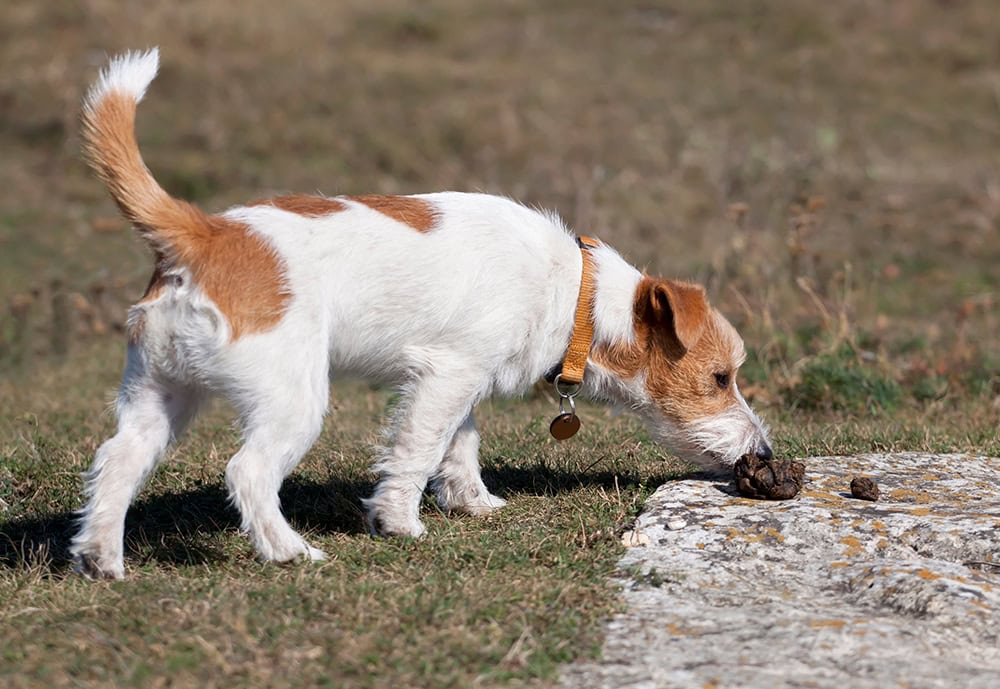 How Often Should a Dog Poop? Vet-Reviewed Facts & FAQs