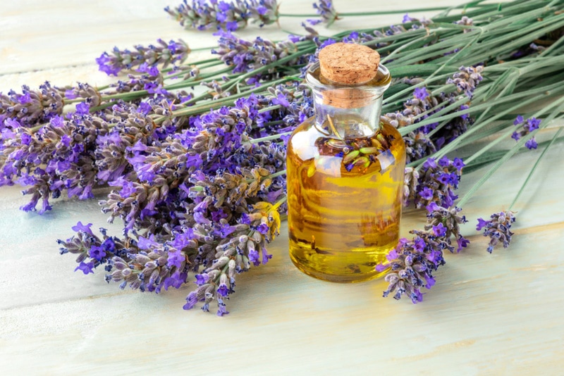 Does Lavender Oil Kill Fleas? Tips on Safety & Effectiveness