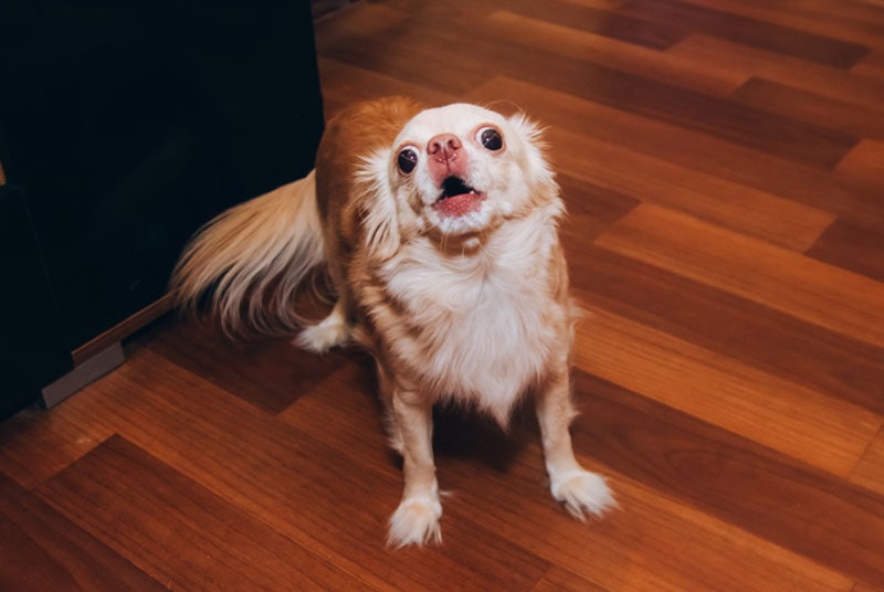 How to Stop a Dog From Barking at Night: 5 Effective Methods