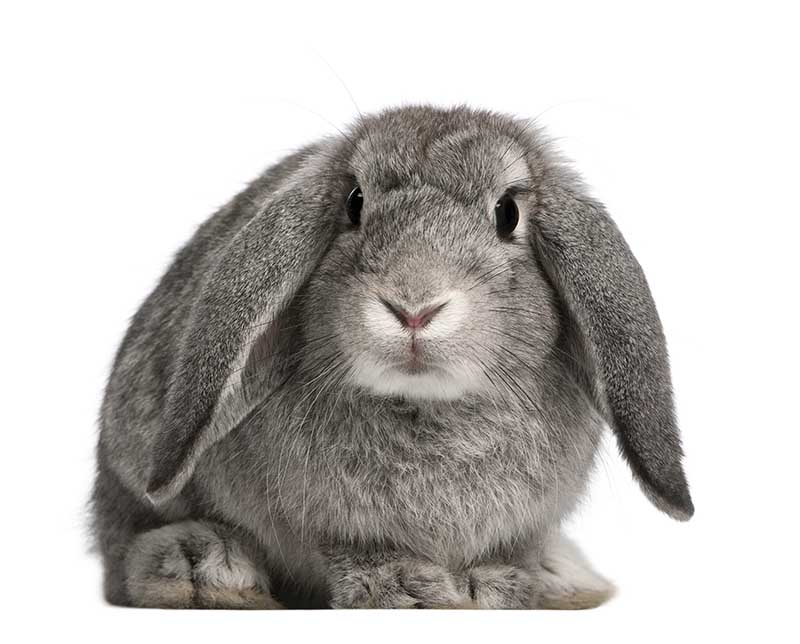 Velveteen Lop Rabbit: Pictures, Care Guide, Lifespan & Traits