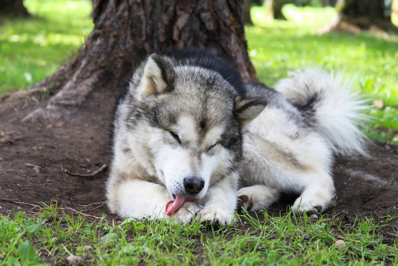 Why Do Dogs Lick Themselves? Vet-Approved Facts & When to Worry