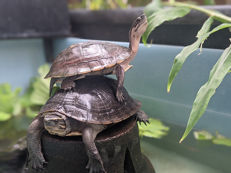 How to Tell the Sex (Gender) of a Turtle: A Comprehensive Vet-Reviewed Guide