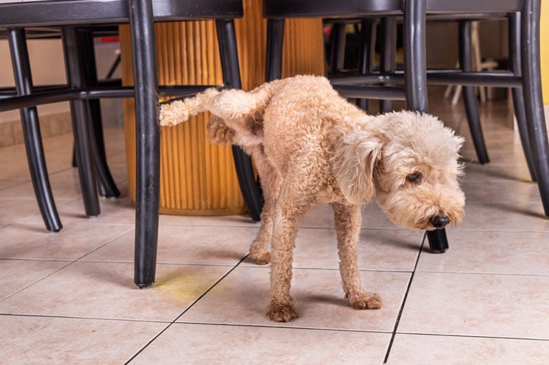 Why Is My Dog Marking in the House All of a Sudden? Vet Reviewed Reasons & Solutions