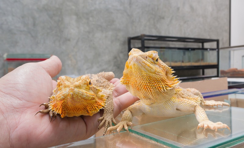 How To Cut My Bearded Dragons Nails? 5 Vet-Reviewed Steps