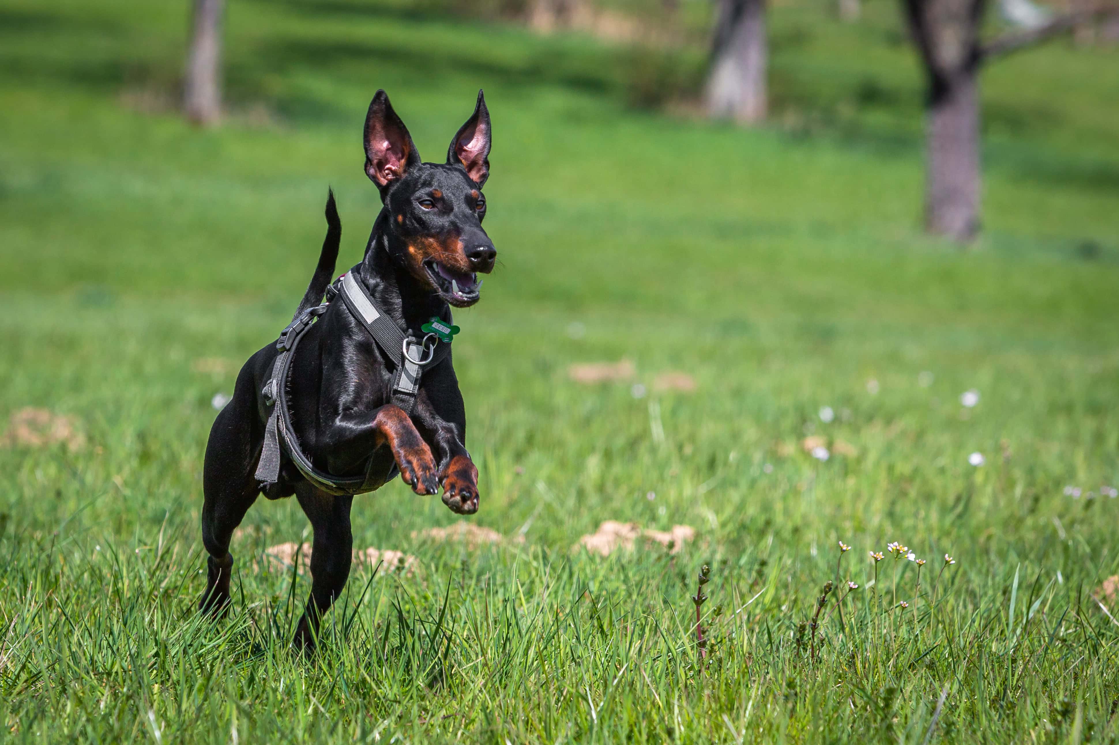 How Much Exercise Does a Dog Need? Vet-Approved Facts & FAQ